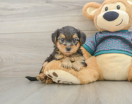 6 week old Yorkie Poo Puppy For Sale - Florida Fur Babies
