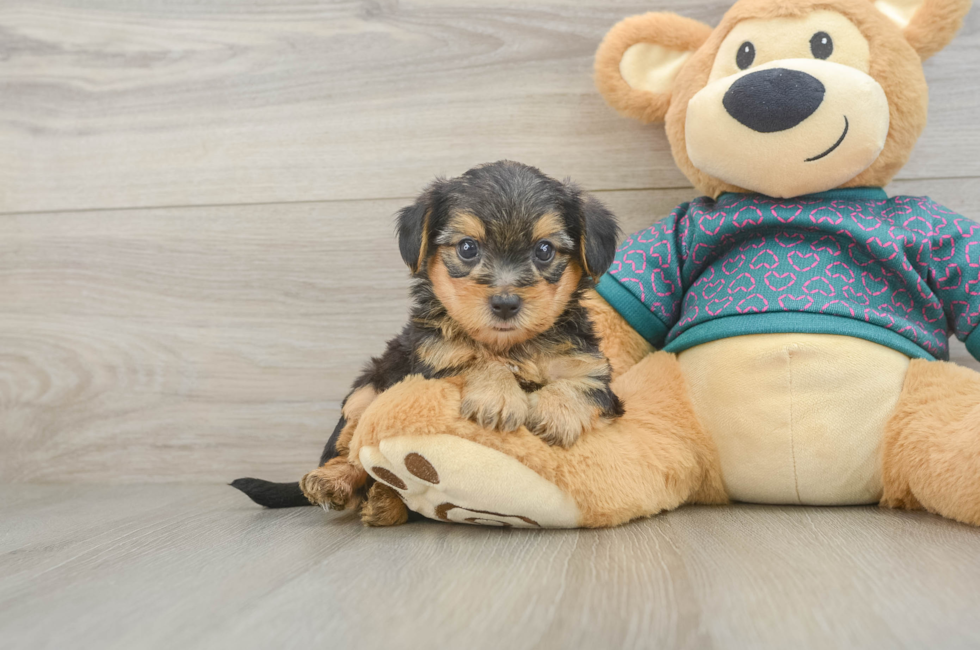 5 week old Yorkie Poo Puppy For Sale - Florida Fur Babies