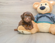 7 week old Yorkie Poo Puppy For Sale - Florida Fur Babies