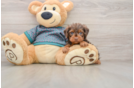 Yorkie Poo Pup Being Cute