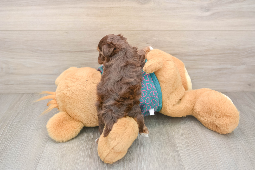 Petite Yorkie Poo Poodle Mix Pup