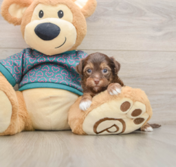 7 week old Yorkie Poo Puppy For Sale - Florida Fur Babies