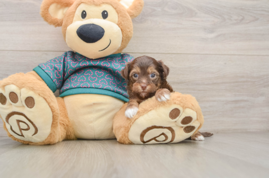 Fluffy Yorkie Poo Poodle Mix Pup