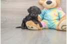 Yorkie Poo Pup Being Cute