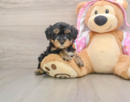 8 week old Yorkie Poo Puppy For Sale - Florida Fur Babies