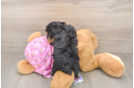 Best Yorkie Poo Baby