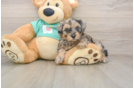 Yorkie Poo Puppy for Adoption