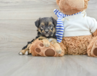 5 week old Yorkie Poo Puppy For Sale - Florida Fur Babies