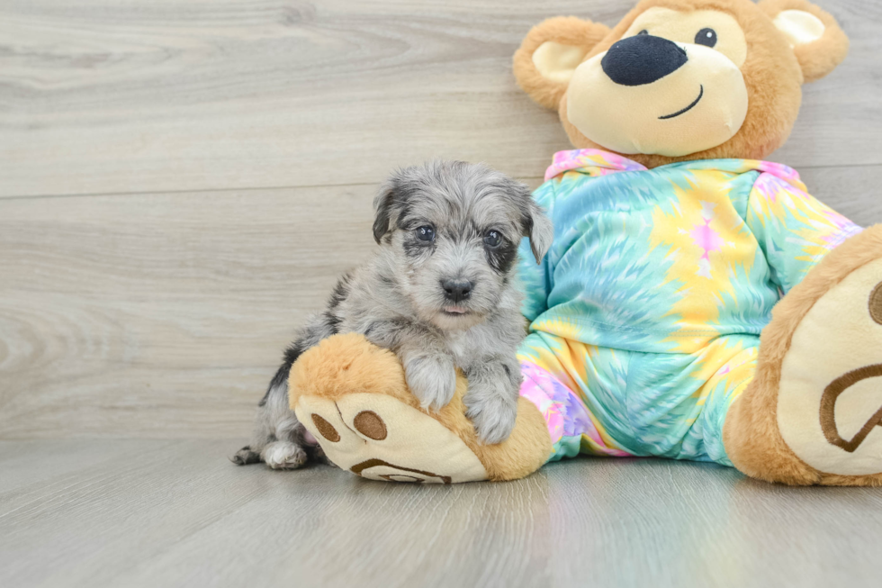 Yorkie Poo Puppy for Adoption