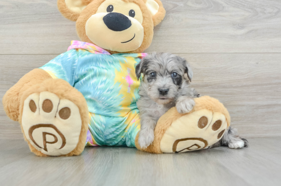 5 week old Yorkie Poo Puppy For Sale - Florida Fur Babies