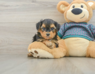 7 week old Yorkie Poo Puppy For Sale - Florida Fur Babies