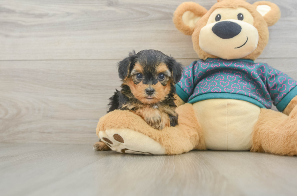 5 week old Yorkie Poo Puppy For Sale - Florida Fur Babies