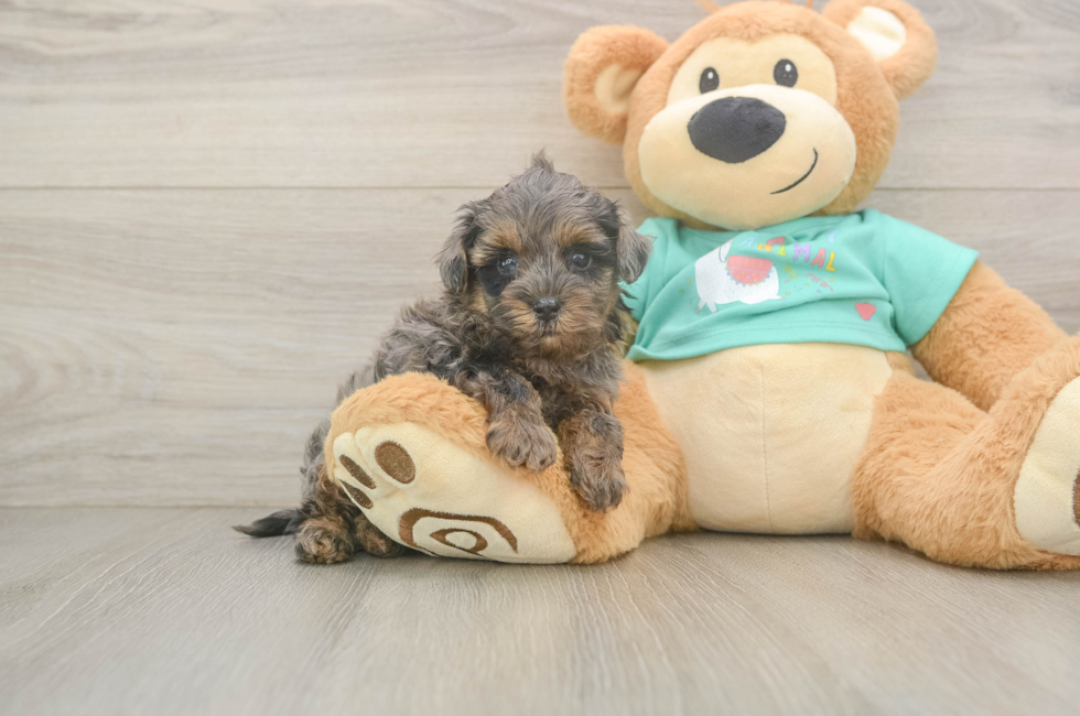 5 week old Yorkie Poo Puppy For Sale - Florida Fur Babies