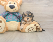 7 week old Yorkie Poo Puppy For Sale - Florida Fur Babies