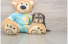 Adorable Yorkiedoodle Poodle Mix Puppy