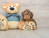 7 week old Yorkie Poo Puppy For Sale - Florida Fur Babies