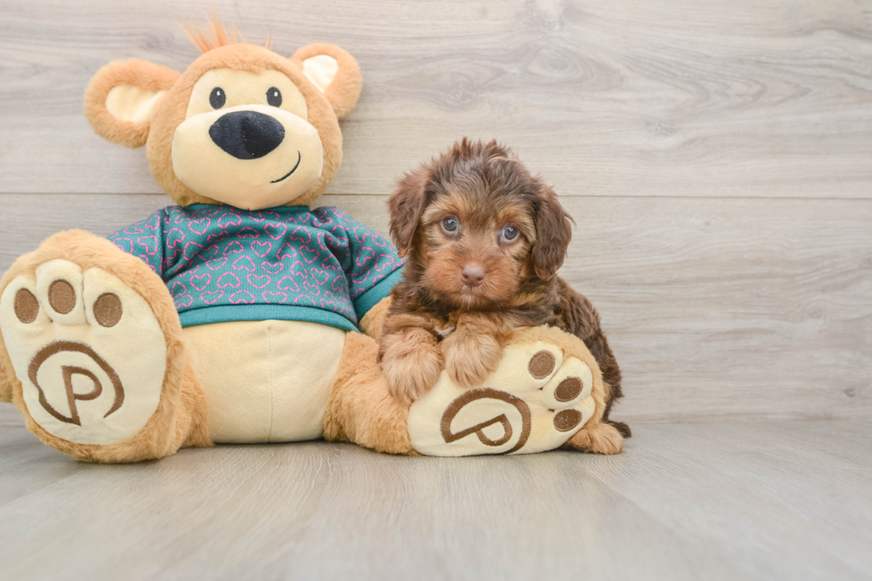 Popular Yorkie Poo Poodle Mix Pup