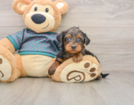 8 week old Yorkie Poo Puppy For Sale - Florida Fur Babies