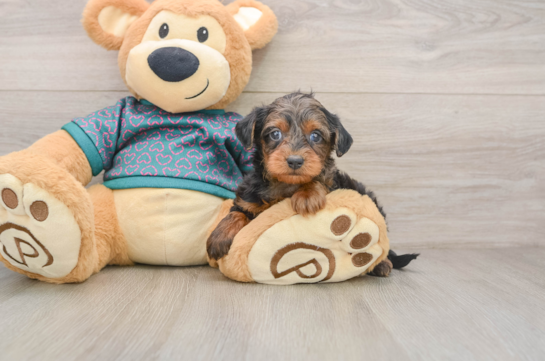 Yorkie Poo Puppy for Adoption