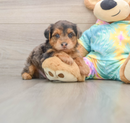 8 week old Yorkie Poo Puppy For Sale - Florida Fur Babies