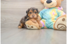 Best Yorkie Poo Baby