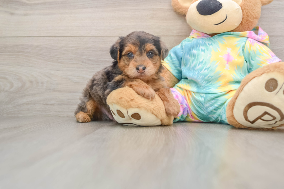 Best Yorkie Poo Baby
