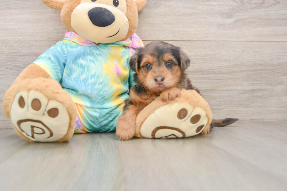 Yorkie Poo Puppy for Adoption