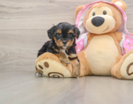 8 week old Yorkie Poo Puppy For Sale - Florida Fur Babies