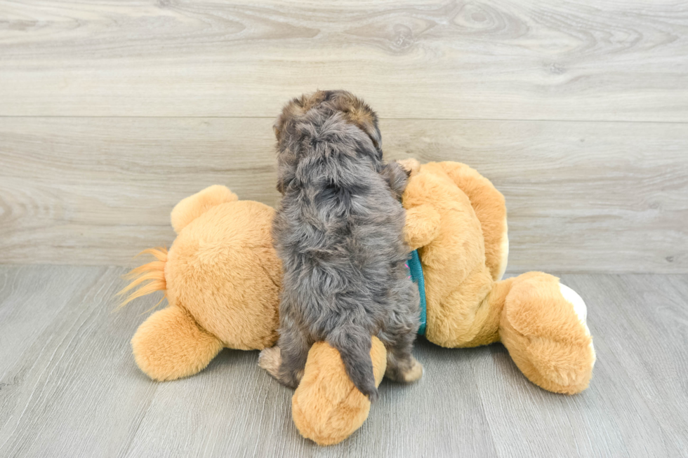 Fluffy Yorkie Poo Poodle Mix Pup