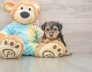 8 week old Yorkie Poo Puppy For Sale - Florida Fur Babies