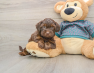 7 week old Yorkie Poo Puppy For Sale - Florida Fur Babies