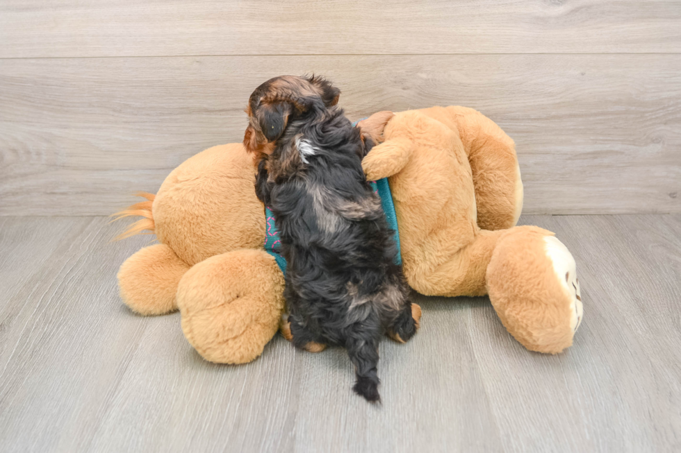 Friendly Yorkie Poo Baby