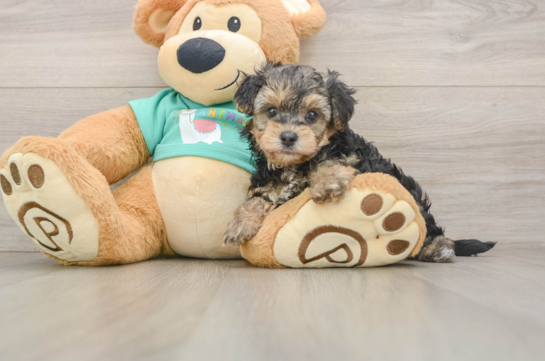 Playful Yo Yo Poo Poodle Mix Puppy