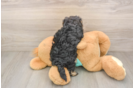 Petite Yorkie Poo Poodle Mix Pup