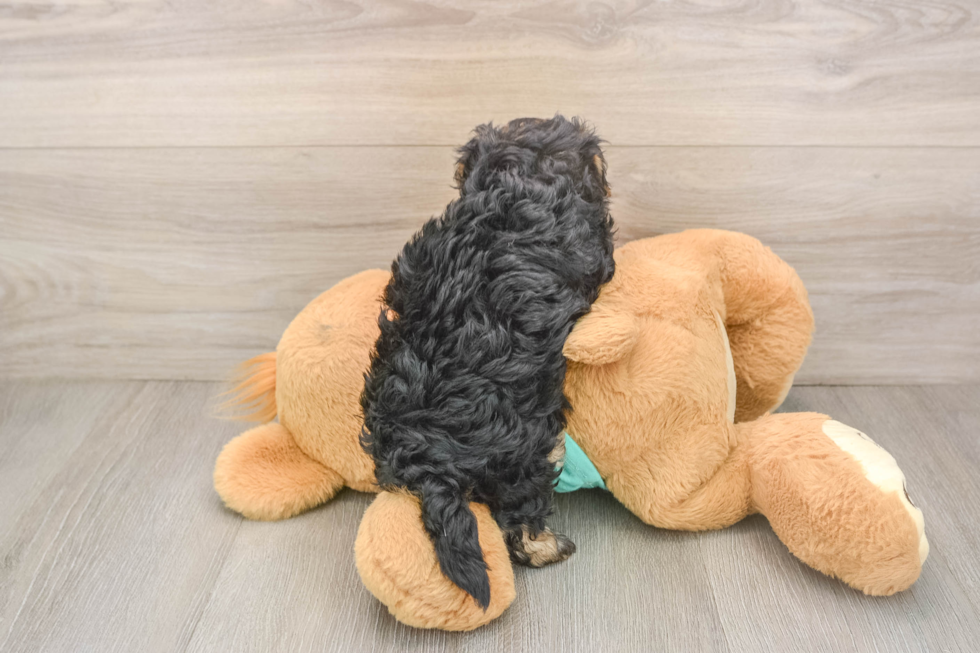 Petite Yorkie Poo Poodle Mix Pup