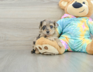 8 week old Yorkie Poo Puppy For Sale - Florida Fur Babies