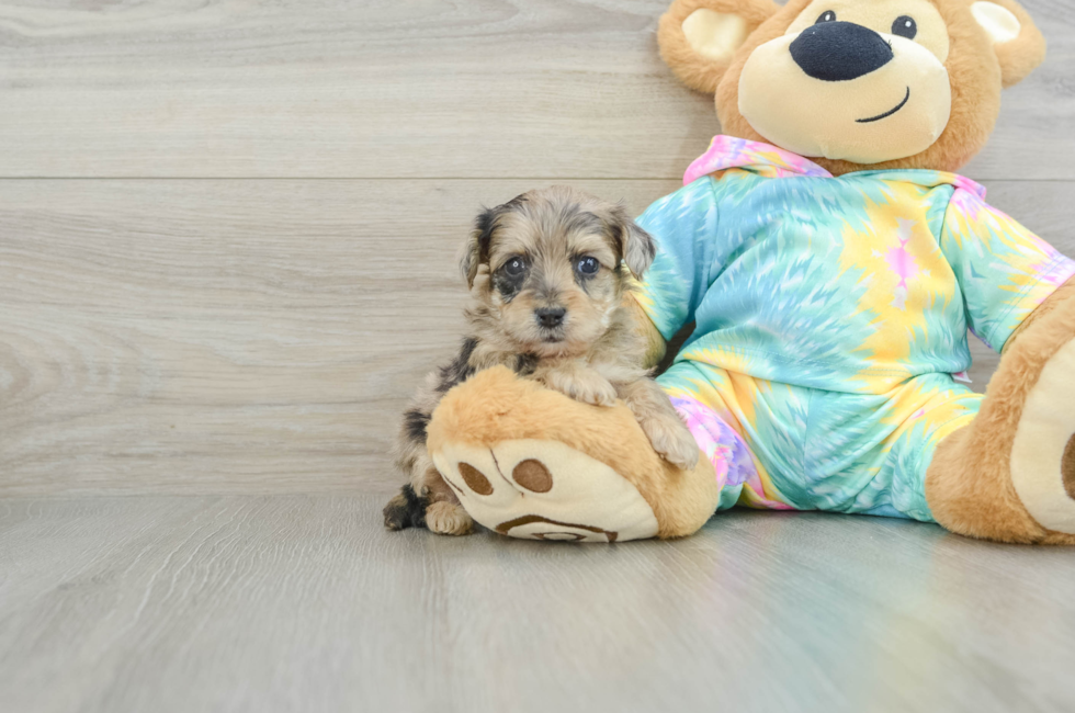 5 week old Yorkie Poo Puppy For Sale - Florida Fur Babies