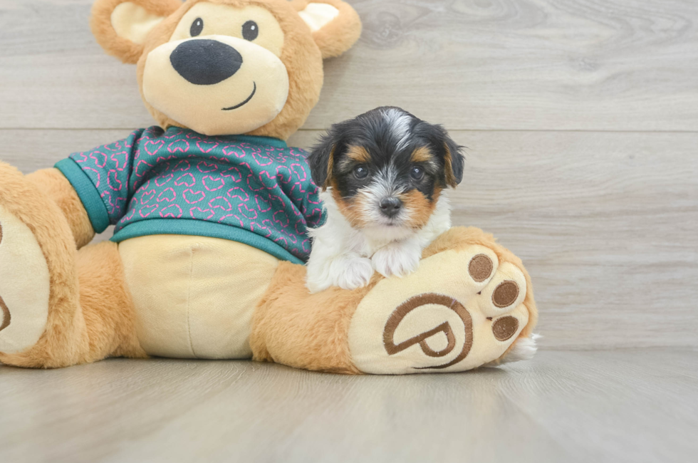 5 week old Yorkie Poo Puppy For Sale - Florida Fur Babies