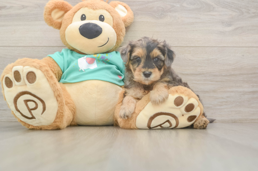 5 week old Yorkie Poo Puppy For Sale - Florida Fur Babies