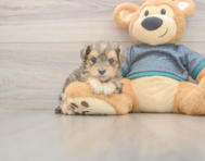 7 week old Yorkie Poo Puppy For Sale - Florida Fur Babies