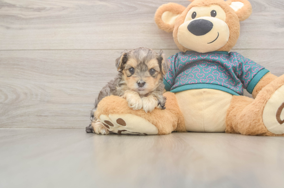 5 week old Yorkie Poo Puppy For Sale - Florida Fur Babies