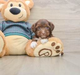 8 week old Yorkie Poo Puppy For Sale - Florida Fur Babies