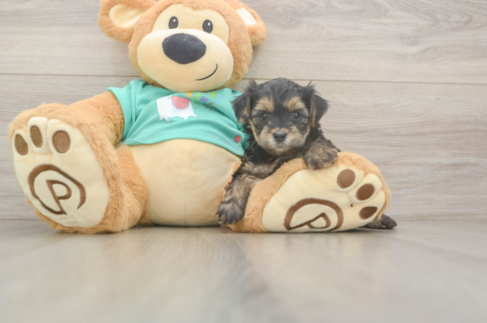 5 week old Yorkie Poo Puppy For Sale - Florida Fur Babies