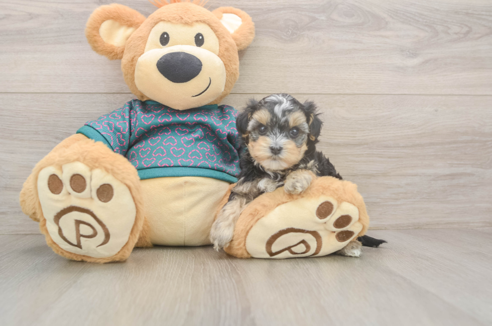 5 week old Yorkie Poo Puppy For Sale - Florida Fur Babies