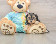 8 week old Yorkie Poo Puppy For Sale - Florida Fur Babies