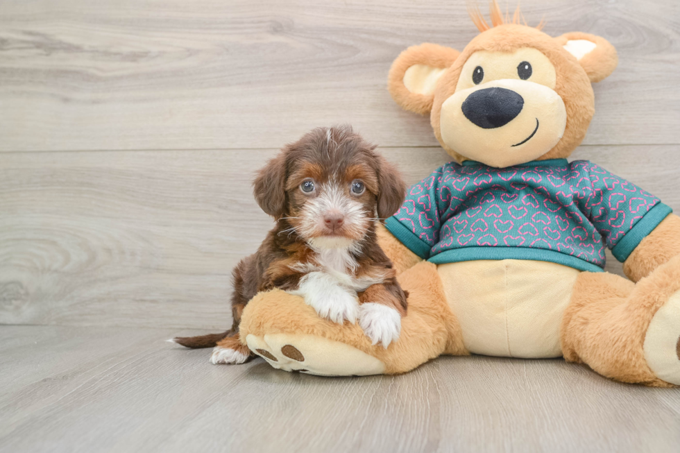 Little Yorkie Poodle Mix Poodle Mix Puppy