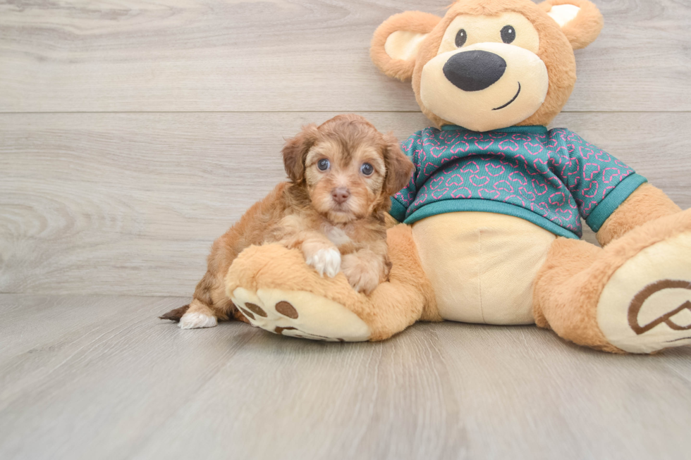 Petite Yorkie Poo Poodle Mix Pup