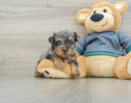 7 week old Yorkie Poo Puppy For Sale - Florida Fur Babies