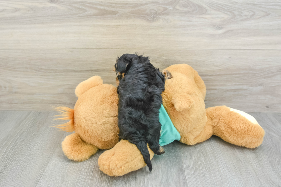 Friendly Yorkie Poo Baby