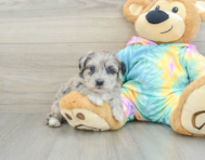 8 week old Yorkie Poo Puppy For Sale - Florida Fur Babies